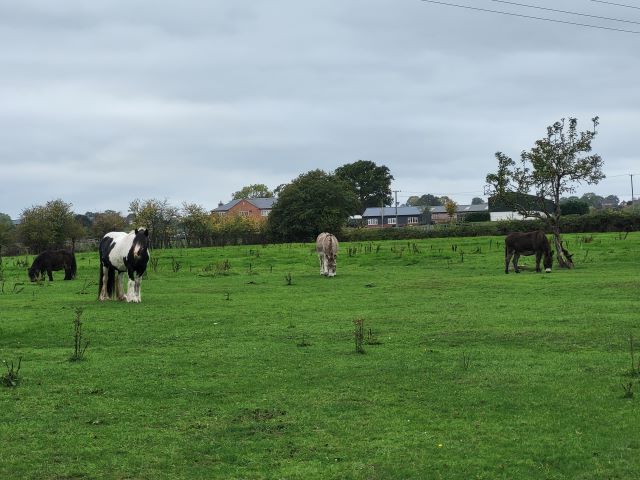 Equine variety